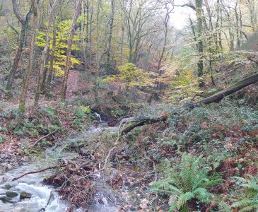 Bosque junto al río Bidasoa