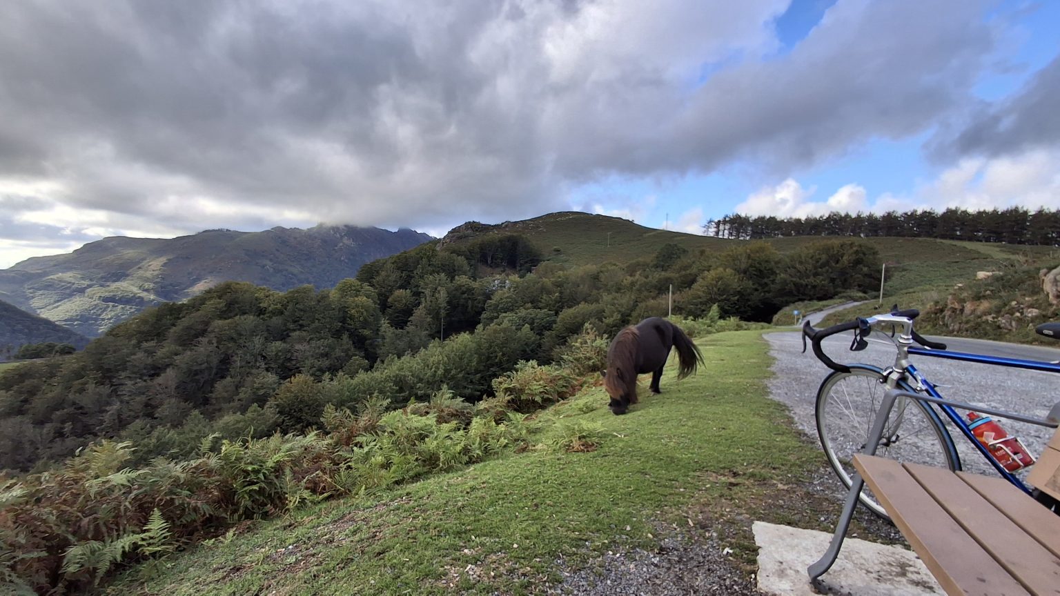 Caballos sueltos en la naturaleza Bidasoa