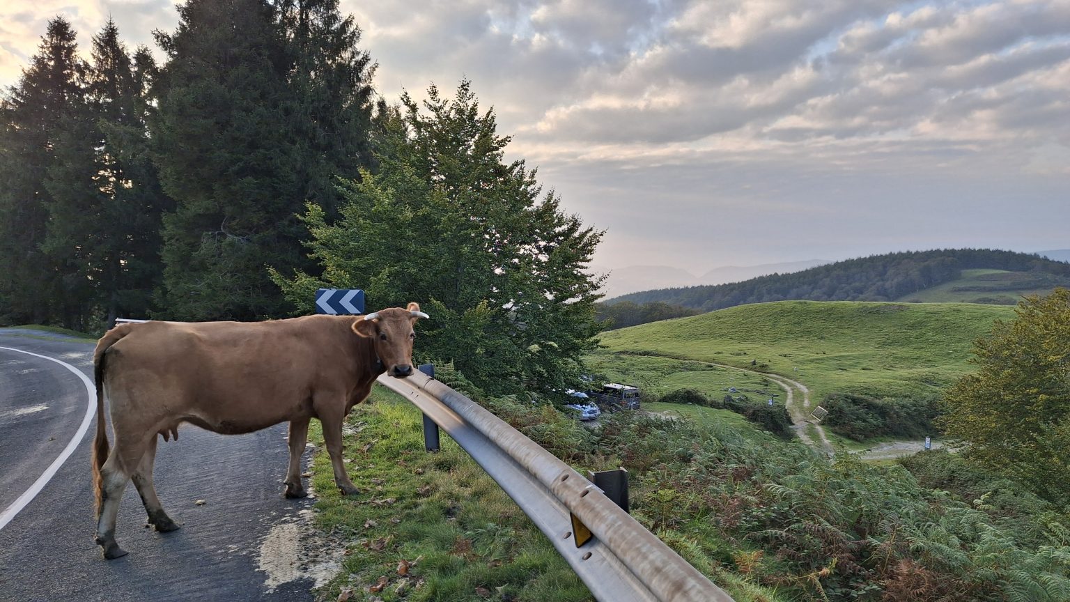 Vaca en la naturaleza del Bidasoa