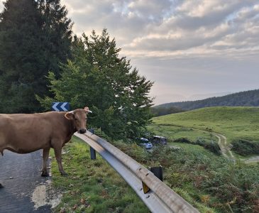 Vaca en la naturaleza