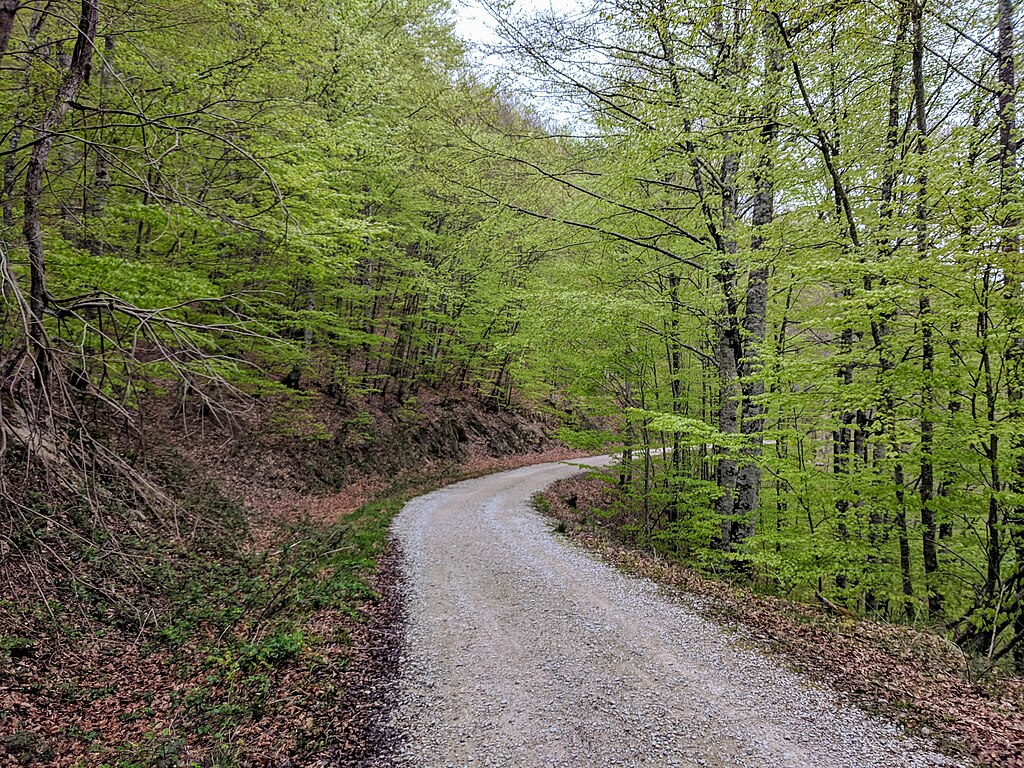 Selva de Irati : la forêt magique