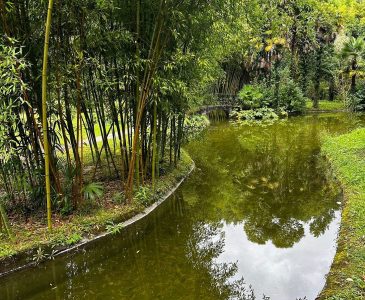 Estanque rodeado de bambú en el Jardín Botánico de Bértiz