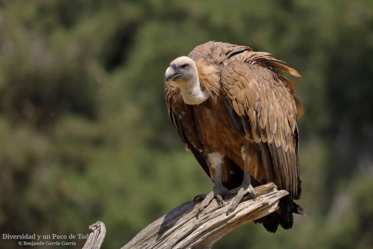 griffon vulture gyps fulvus es 6554