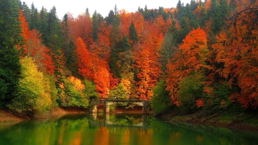 l'automne dans la forêt d'Irati 1