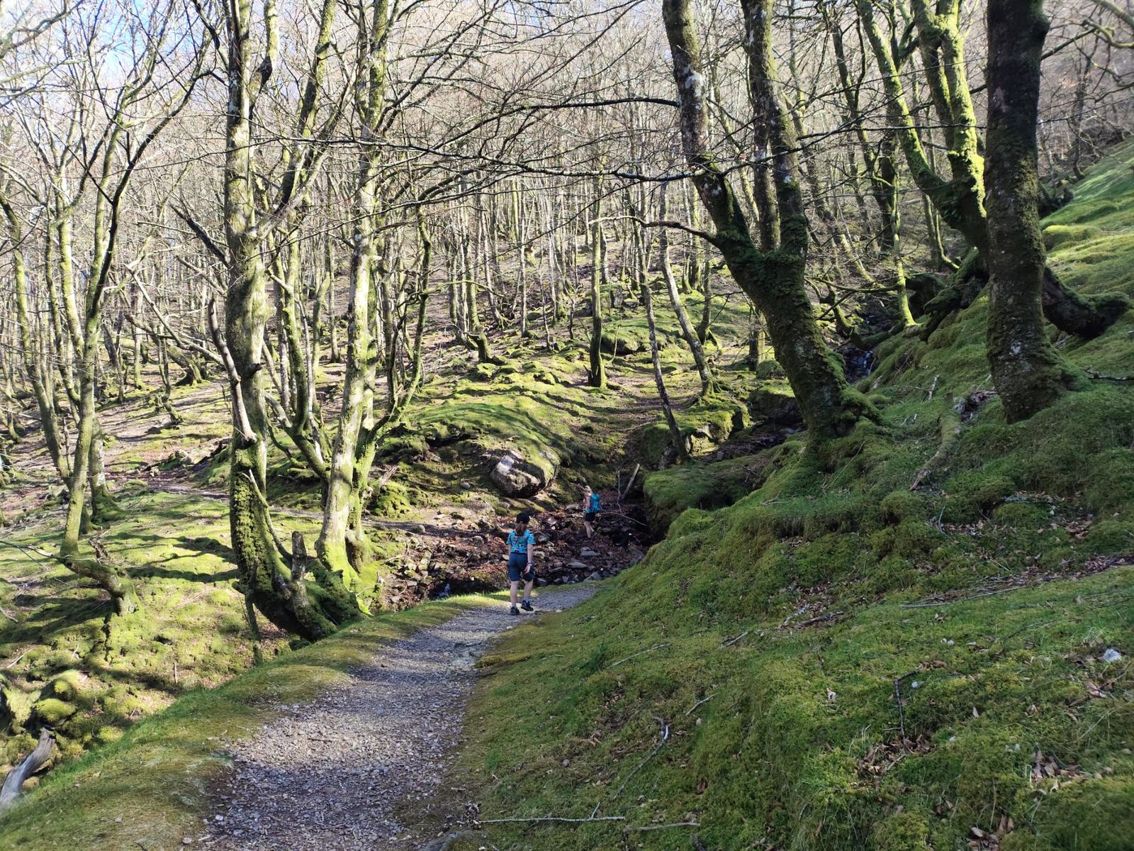 Mendaur forest in Sunbilla