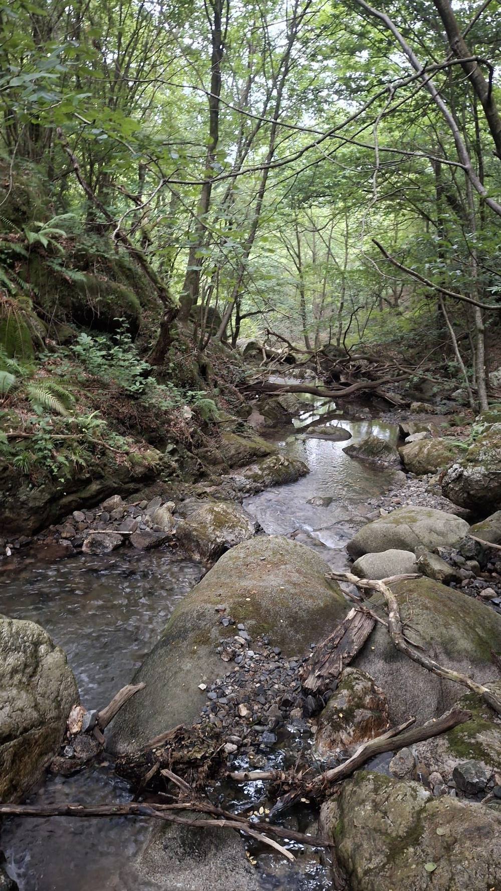 Stream on the Alkaxuri trail